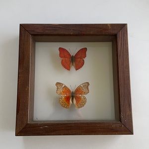 Two Orange Butterflies in Wooden Case